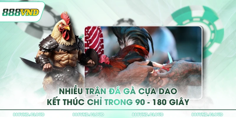 Đá gà cựa dao & Chiến thuật vào kèo từ cao thủ 888VND 1 Nhiều trận đá gà cựa dao kết thúc chỉ trong 90 - 180 giây