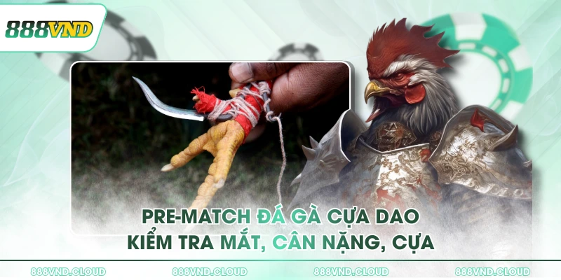 Đá gà cựa dao & Chiến thuật vào kèo từ cao thủ 888VND 2 Pre-match đá gà cựa dao kiểm tra mắt, cân nặng, cựa